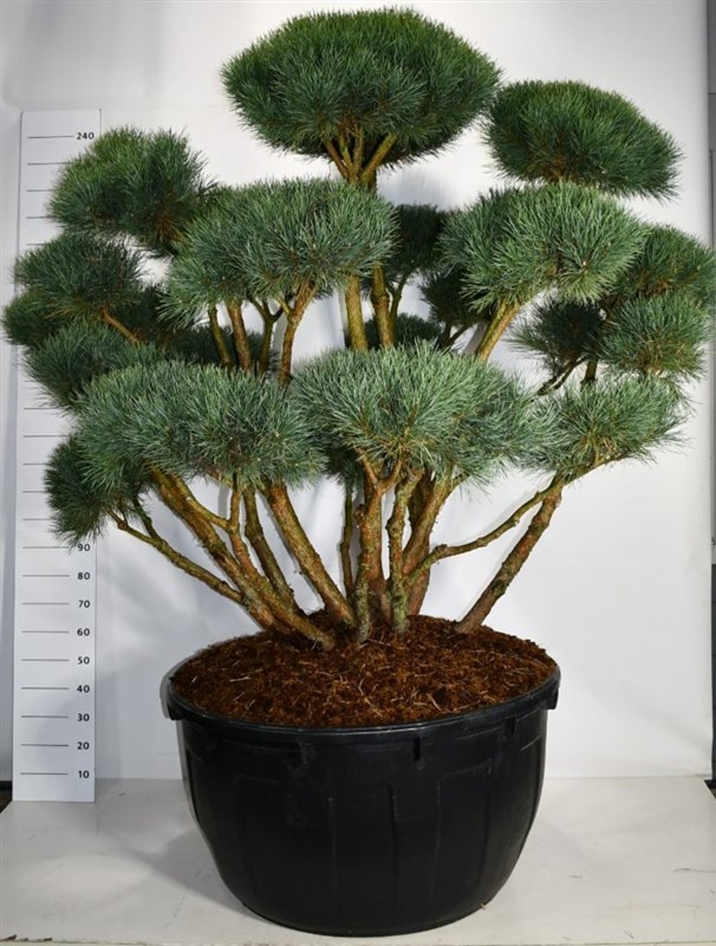 Pinus sylv. 'Watereri' - 150-175 CM Bonsai Cont.